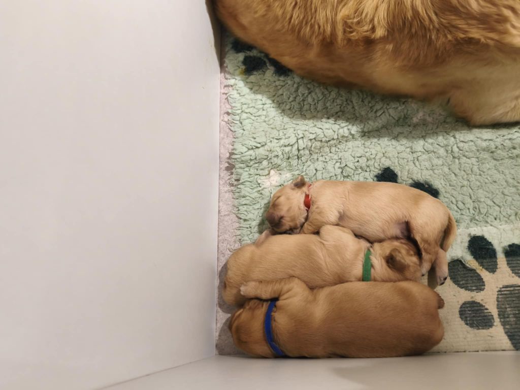 Des Temps Salés - Chiots disponibles - Golden Retriever