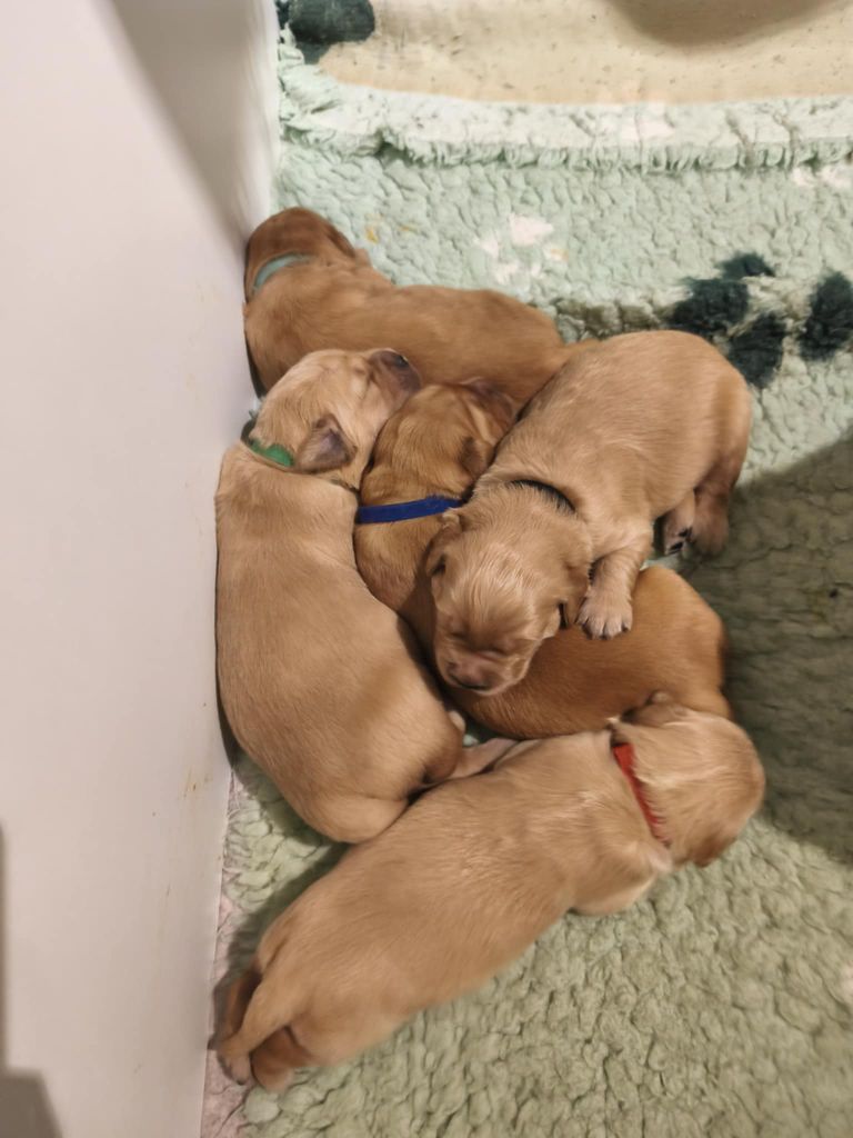 Des Temps Salés - Chiots disponibles - Golden Retriever