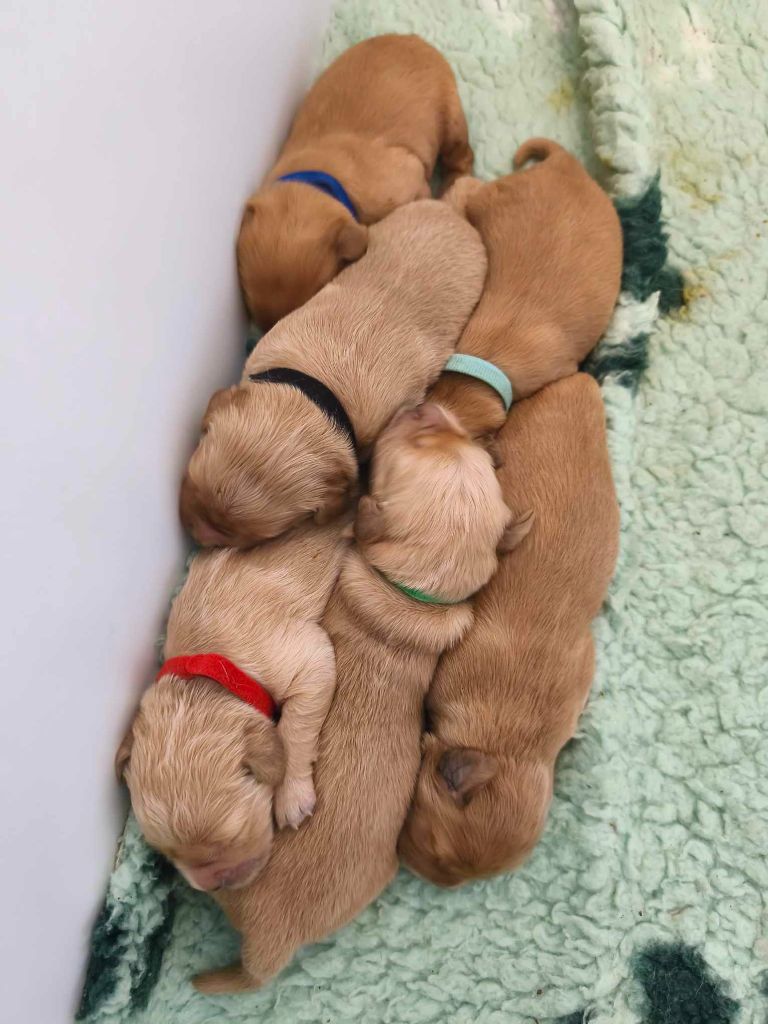 Des Temps Salés - Chiots disponibles - Golden Retriever